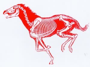 redhorse1